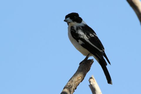 Black-backed Butcherbird (Cracticus mentalis)
